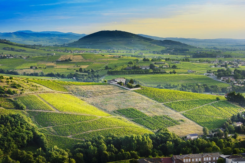 The Beaujolais Visionary: Julien Sunier's Journey to Winemaking Stardom