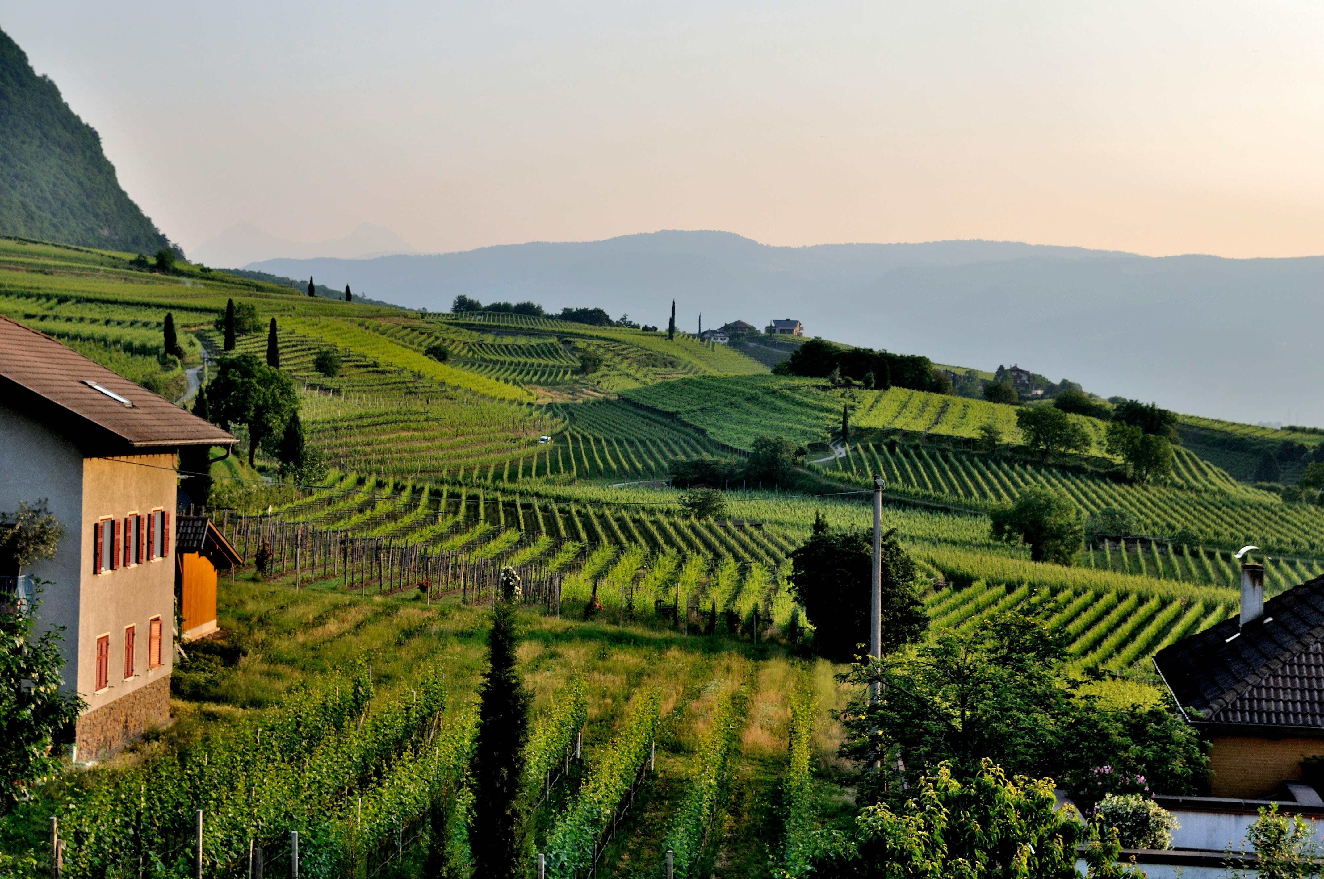 Sustainable Winemaking